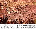 ライトアップされた枝垂れ桜　夜桜 140778310