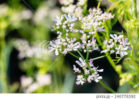 パクチー(コリアンダー)の花とやわらかなボケ パクチー(コリアンダー)の花とやわらかなボケ 140778392