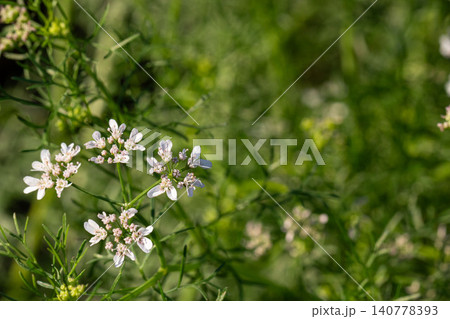 淡いピンク色のパクチー(コリアンダー)の花 マクロ 淡いピンク色のパクチー(コリアンダー)の花 マクロ 140778393