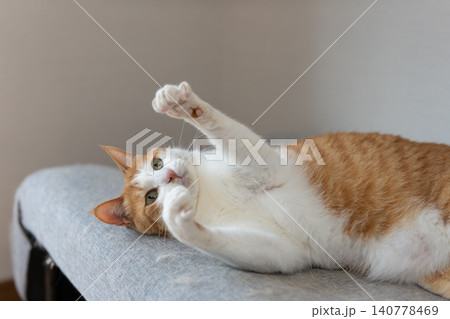 おもちゃで遊ぶ猫　茶トラ白 140778469