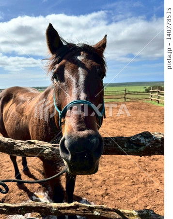 ハワイの可愛い馬 ハワイの可愛い馬 140778515