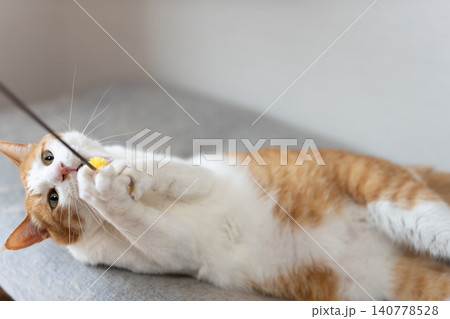 おもちゃで遊ぶ猫 茶トラ白 おもちゃで遊ぶ猫 茶トラ白 140778528