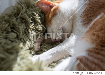 眠る猫 茶トラ白 眠る猫 茶トラ白 140778541