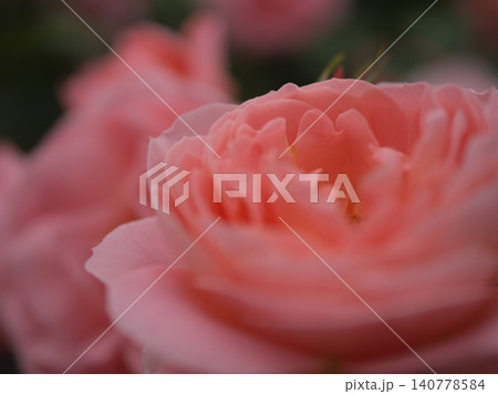 5月に美しく咲いたピンク色のバラの花「セント・ピアーズ」 5月に美しく咲いたピンク色のバラの花「セント・ピアーズ」 140778584