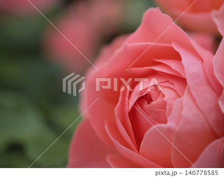 5月に美しく咲いたピンク色のバラの花「セント・ピアーズ」 5月に美しく咲いたピンク色のバラの花「セント・ピアーズ」 140778585