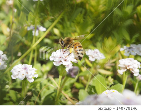 花粉を集める西洋蜜蜂 花粉を集める西洋蜜蜂 140779146