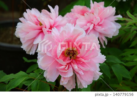花 フラワー お花 140779156