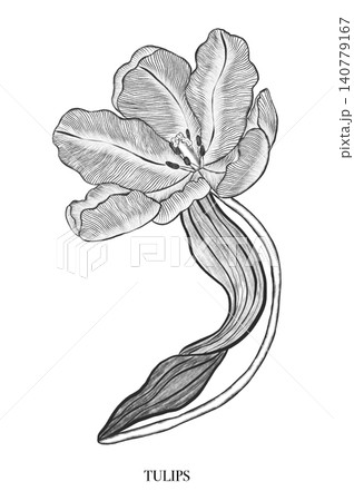 Tulip. Elegant tulip frame: hand drawn botanical illustration. Spring flowers. Invitation 140779167