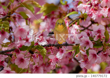 河津桜に囲まれてこちらを見つめるメジロ 河津桜に囲まれてこちらを見つめるメジロ 140779172