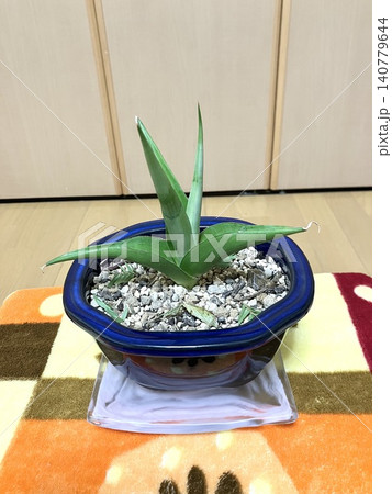 小さな観葉植物インテリア・サンセベリア 小さな観葉植物インテリア・サンセベリア 140779644