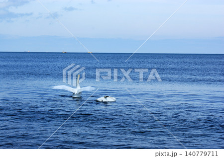 Polish Baltic Sea beautiful blue sea waves sand and beach white birds swans at sea Polish Baltic Sea beautiful blue sea waves sand and beach white birds swans at sea 140779711