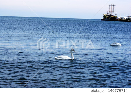 Polish Baltic Sea beautiful blue sea waves sand and beach white birds swans at sea Polish Baltic Sea beautiful blue sea waves sand and beach white birds swans at sea 140779714