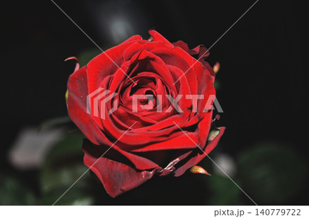 single beautiful red rose on a dark background 140779722
