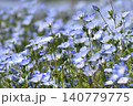 一面に広がるネモフィラ畑 140779775