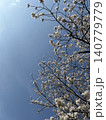 春の青空と桜の花 140779779