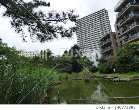 【東京の緑道公園】池と癒しスポット 【東京の緑道公園】池と癒しスポット 140779895