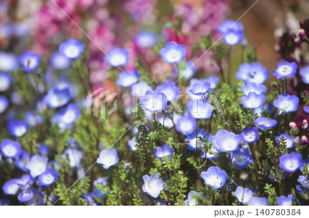 ポジフィルムで撮影したネモフィラの花 ポジフィルムで撮影したネモフィラの花 140780384