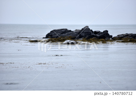 Harbor seal swimming in the Atlantic ocean, Iceland Harbor seal swimming in the Atlantic ocean, Iceland 140780712