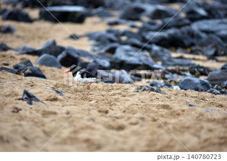 Eurasian oystercatcher on Ytri Tunga beach, Iceland Eurasian oystercatcher on Ytri Tunga beach, Iceland 140780723