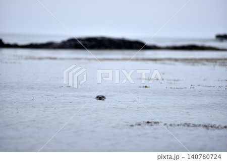 Wildlife sighting at Ytri Tunga beach, harbor seal, Iceland Wildlife sighting at Ytri Tunga beach, harbor seal, Iceland 140780724