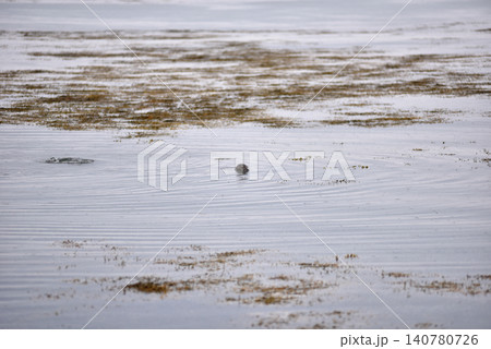 Harbor seal swimming in the Atlantic ocean, Iceland Harbor seal swimming in the Atlantic ocean, Iceland 140780726