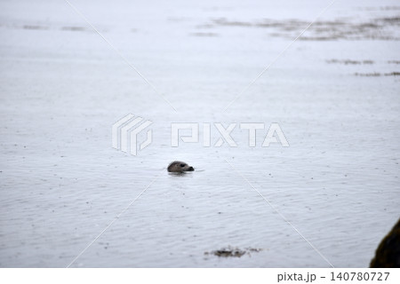 Harbor seal swimming in the Atlantic ocean, Iceland Harbor seal swimming in the Atlantic ocean, Iceland 140780727