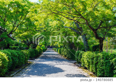 新緑に包まれる参道 西教寺 新緑に包まれる参道 西教寺 140780885