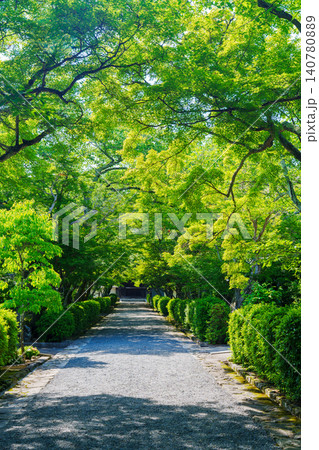新緑に包まれる参道 西教寺 新緑に包まれる参道 西教寺 140780889