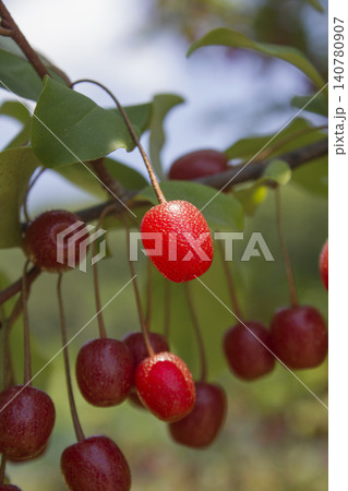 Ripe Autumn Olive Berries (Elaeagnus Umbellata) growing on a branch . oleaster Ripe Autumn Olive Berries (Elaeagnus Umbellata) growing on a branch . oleaster 140780907