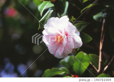 ポジフィルムで撮影した椿の花 ポジフィルムで撮影した椿の花 140781004