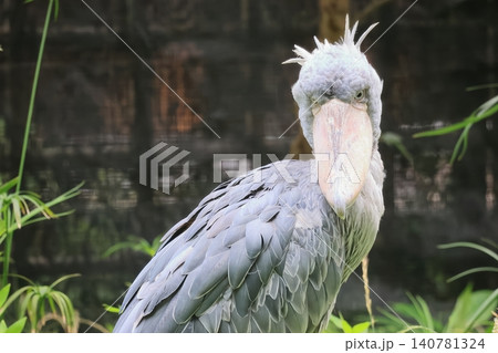 ハシビロコウ ハシビロコウ 140781324