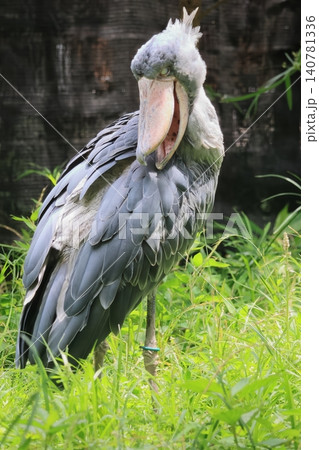 ハシビロコウ ハシビロコウ 140781336