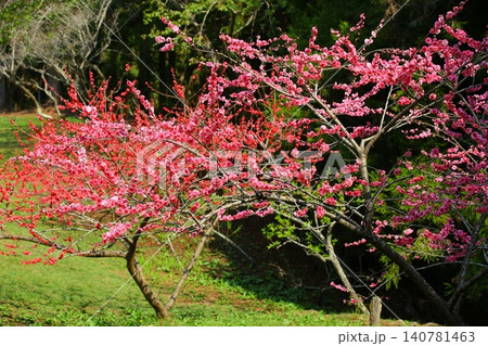 モモの花 はなもも 桃花 140781463