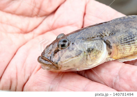 釣り上げたばかりの生きたハゼ 釣り上げたばかりの生きたハゼ 140781494