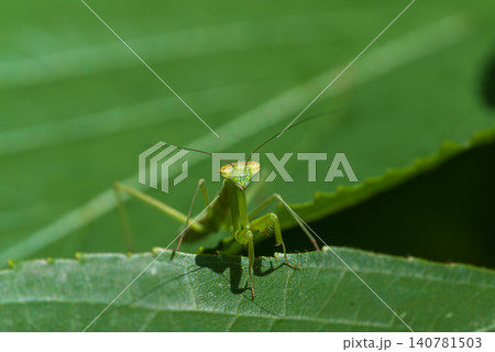 葉の上にいるカマキリの幼虫 葉の上にいるカマキリの幼虫 140781503