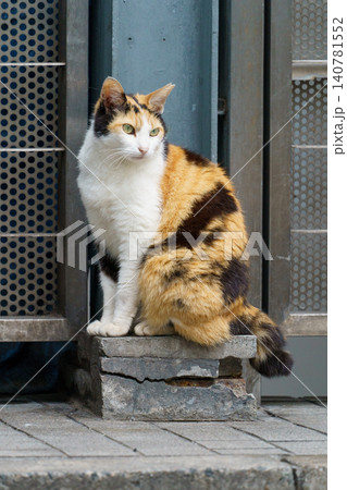 東京都新宿の路地裏で暮らす野良猫 都市の生活風景素材 東京都新宿の路地裏で暮らす野良猫 都市の生活風景素材 140781552
