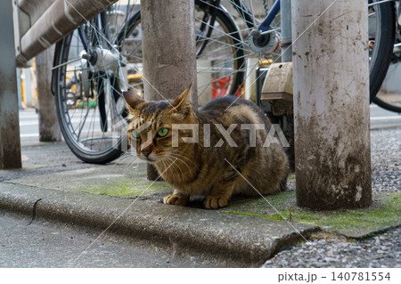東京都新宿の路地裏で暮らす野良猫 都市の生活風景素材 東京都新宿の路地裏で暮らす野良猫 都市の生活風景素材 140781554
