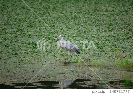 Grey heron standing on one leg in pond with reflection in water Grey heron standing on one leg in pond with reflection in water 140781777