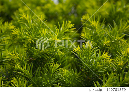 Taxus baccata close up. Green branches of yew tree(Taxus baccata, English yew Taxus baccata close up. Green branches of yew tree(Taxus baccata, English yew 140781879