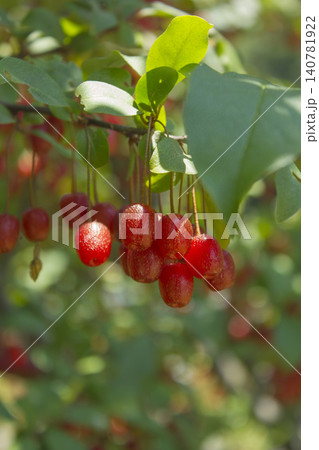 Ripe Autumn Olive Berries (Elaeagnus Umbellata) growing on a branch . oleaster Ripe Autumn Olive Berries (Elaeagnus Umbellata) growing on a branch . oleaster 140781922