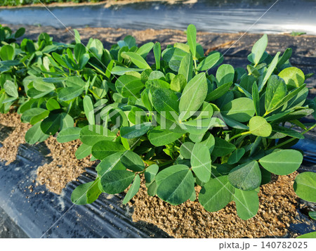Peanuts planted in the field. Peanuts planted in the field. 140782025