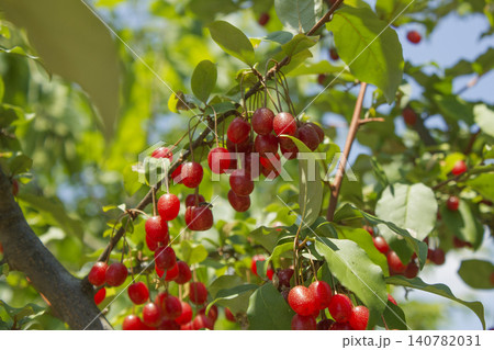 Ripe Autumn Olive Berries (Elaeagnus Umbellata) growing on a branch . oleaster 140782031