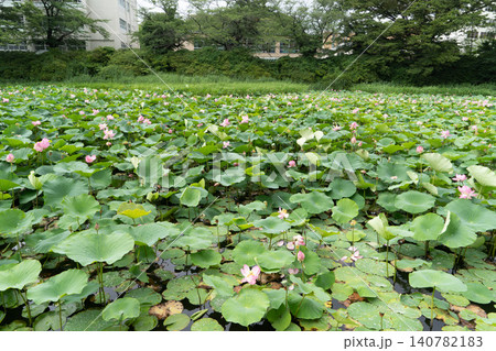秋田 千秋公園 お堀の蓮の花 秋田 千秋公園 お堀の蓮の花 140782183