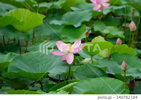 秋田　千秋公園　お堀の蓮の花 140782184