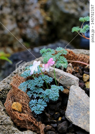 高山植物の女王・コマクサ 140782197