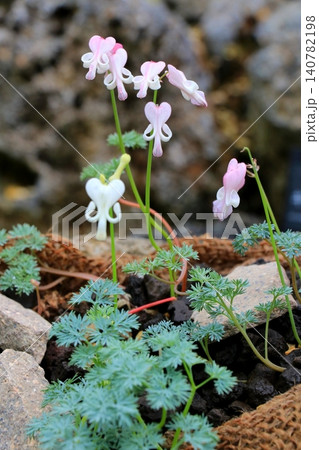 高山植物の女王・コマクサ 高山植物の女王・コマクサ 140782198