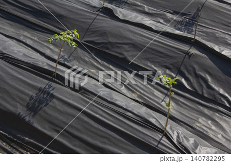 It is a neatly organized field of Aralia sprout It is a neatly organized field of Aralia sprout 140782295
