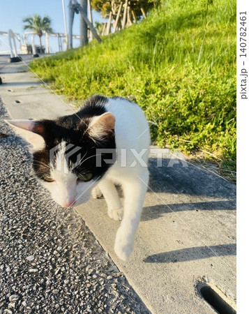 黒白猫 海沿いの遊歩道を歩く 沖縄の夕暮れ 黒白猫 海沿いの遊歩道を歩く 沖縄の夕暮れ 140782461