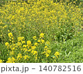 菜の花 140782516