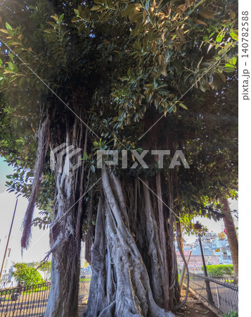 Ancient banyan tree in urban park setting 140782588